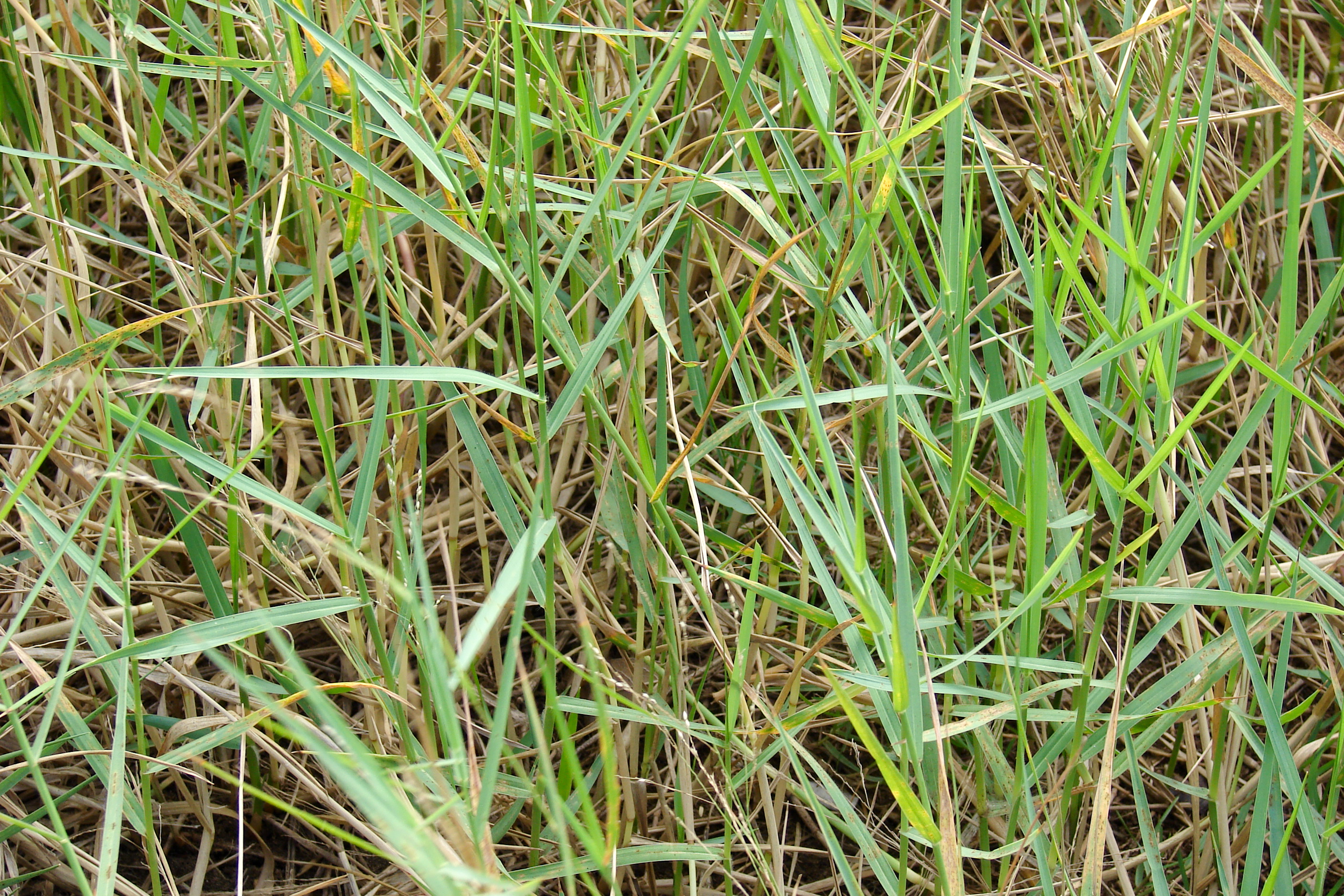 Panicum repens